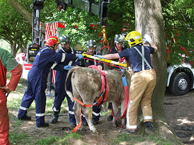 Cow being rescued from tree by firefighters using strops and Hiab crane