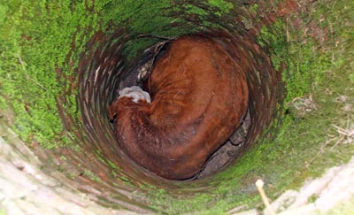 Photo of a bull curled up tightly at the bottom of a well