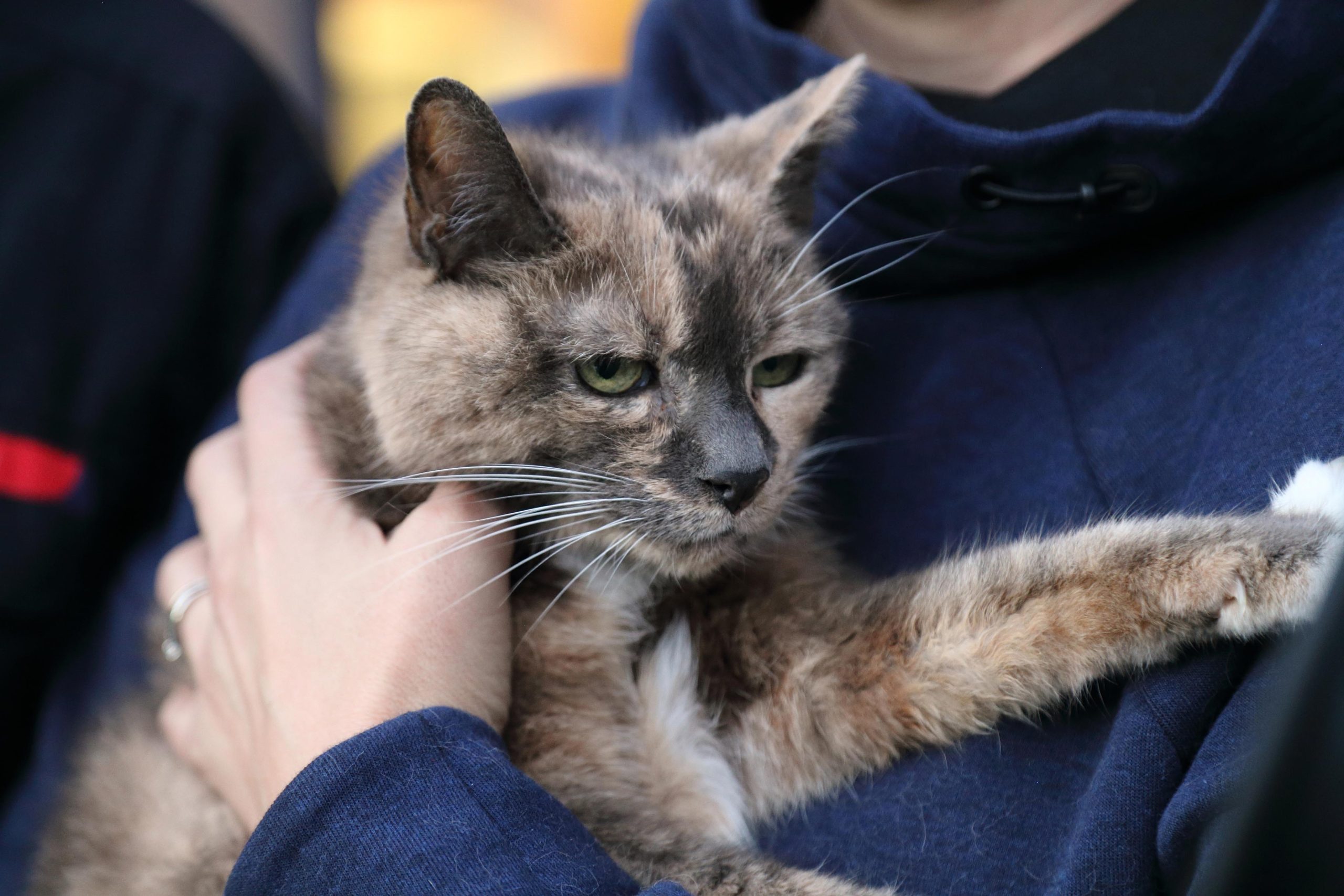 Eight lives left for Harriet - first animal in Shropshire to be revived by firefighters using the new pet oxygen masks after a house fire